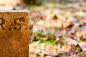 Headstone in cemetery of Methodist Church covered in Daddy Long Legs