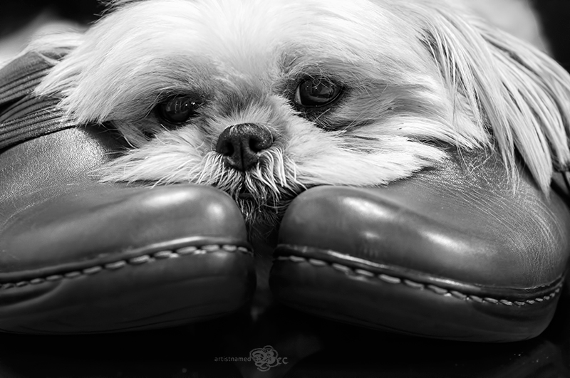 Read more about the article Creative Photos To Inspire From 31 Daily Prompts