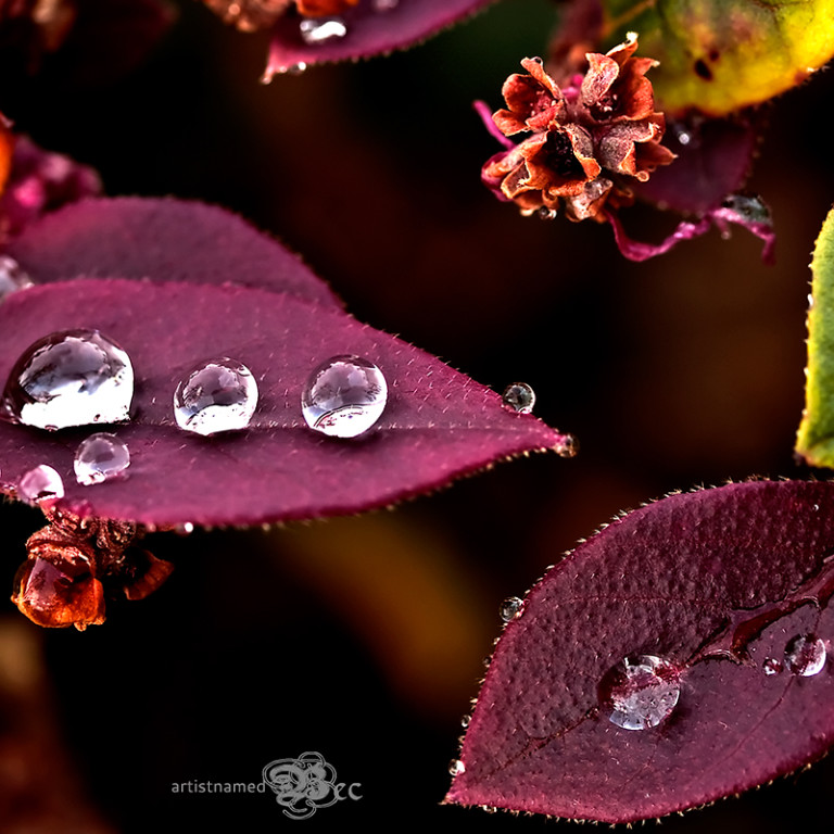 Read more about the article Water Droplets ~Natures Sparkling Gems