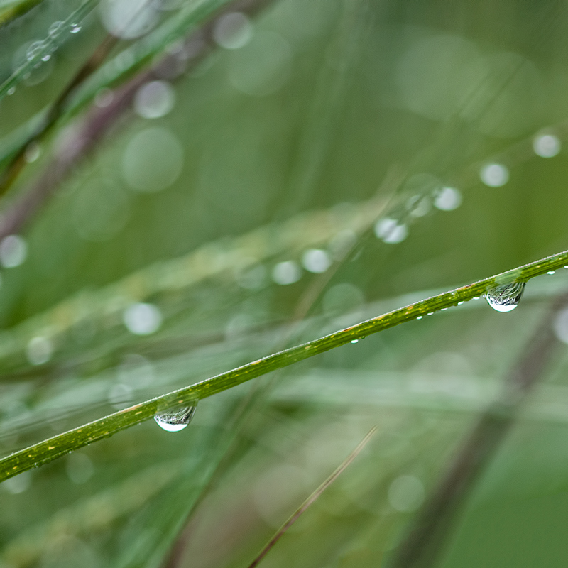 Water Droplets ~Natures Sparkling Gems {Florida Nature Photography}