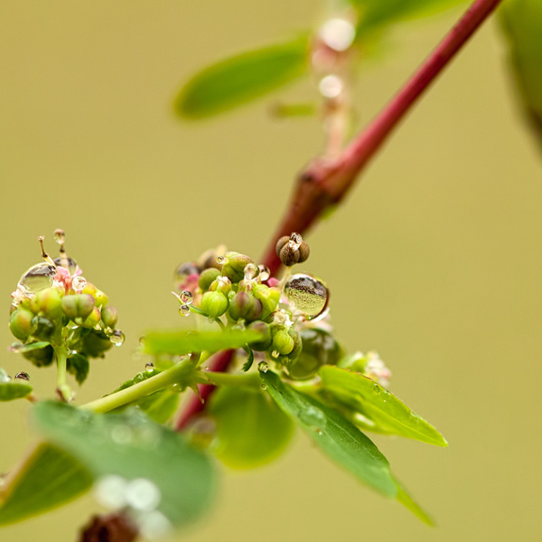 Water Droplets ~Natures Sparkling Gems {Florida Nature Photography}