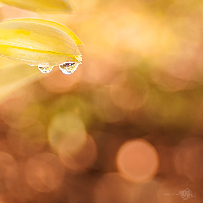 Water Droplets ~Natures Sparkling Gems {Florida Nature Photography}