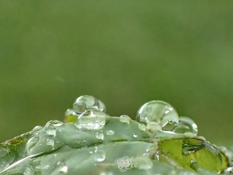 Water Droplets ~Natures Sparkling Gems {Florida Nature Photography}