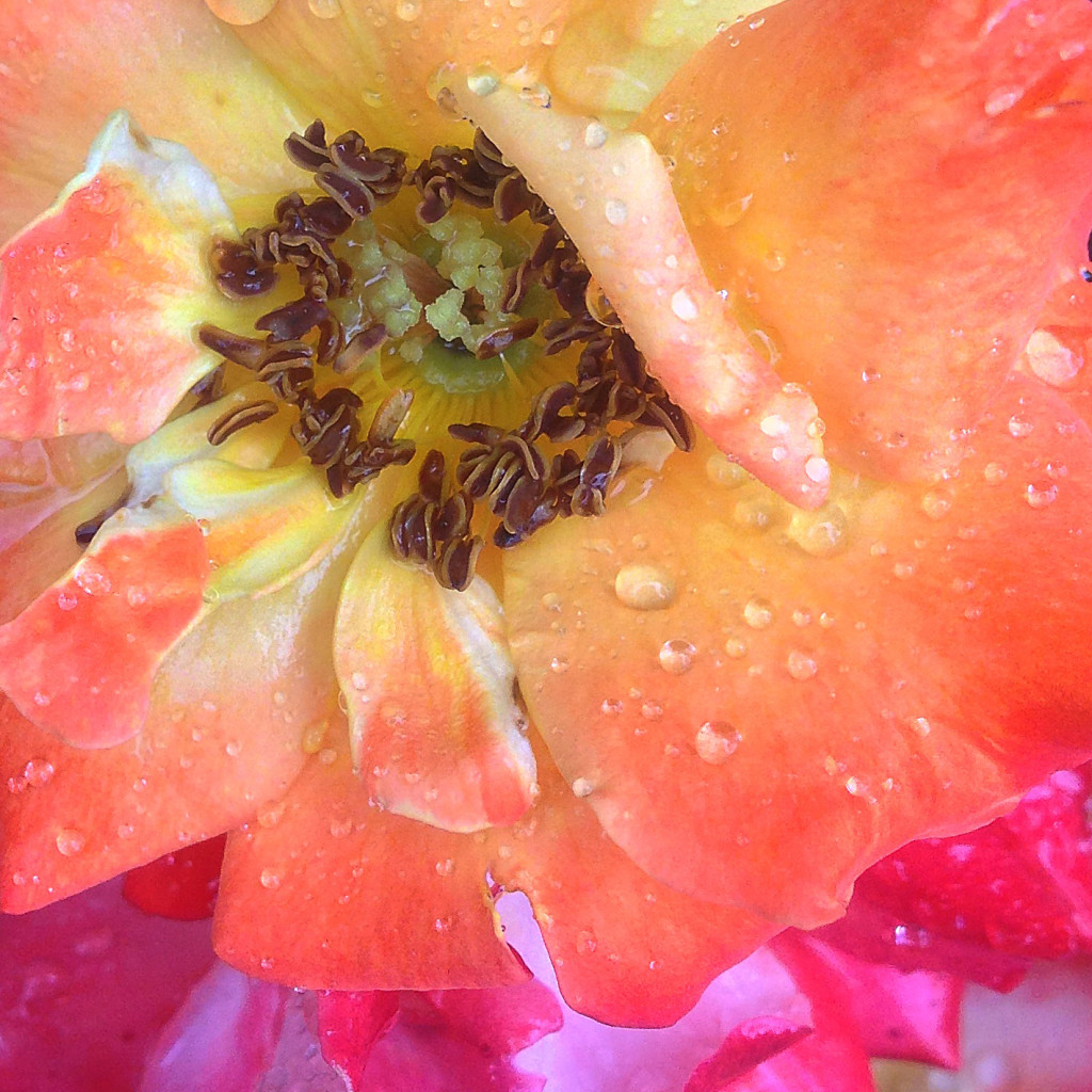 Water Droplets ~Natures Sparkling Gems {Florida Nature Photography}