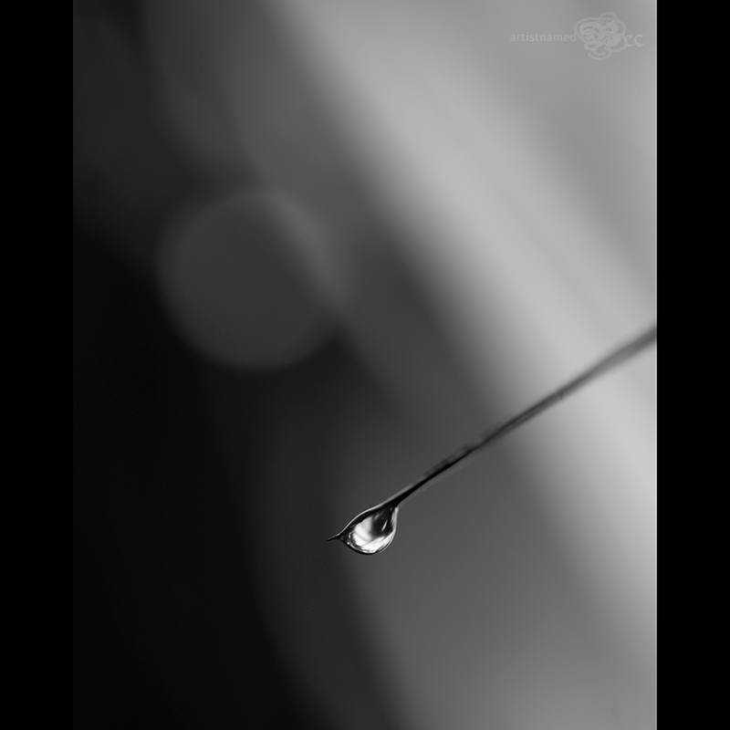 Water Droplets ~Natures Sparkling Gems {Florida Nature Photography}