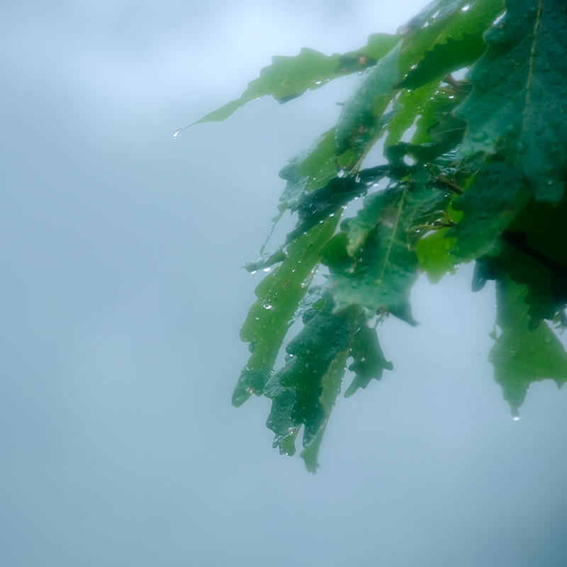 Water Droplets ~Natures Sparkling Gems {Florida Nature Photography}