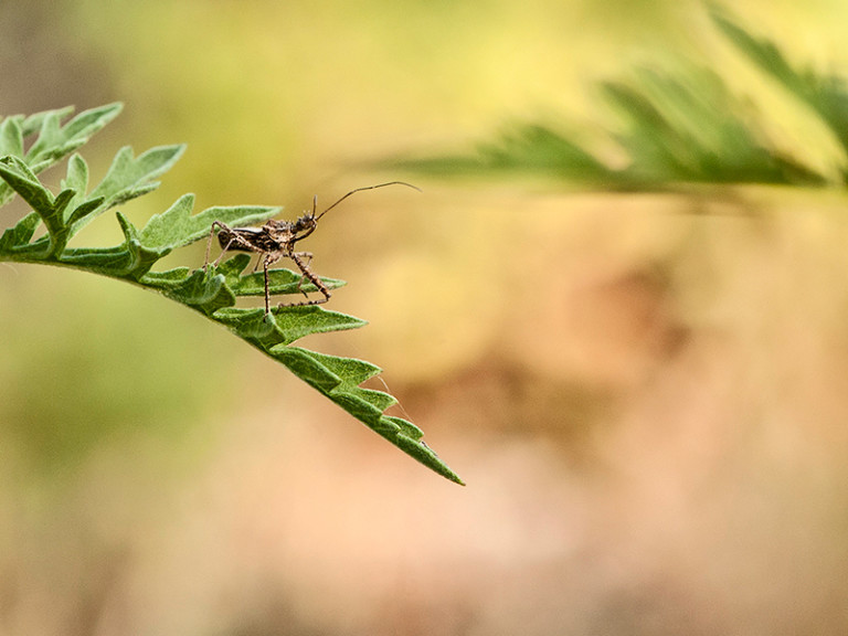 AssassinBug_BeckytTrist