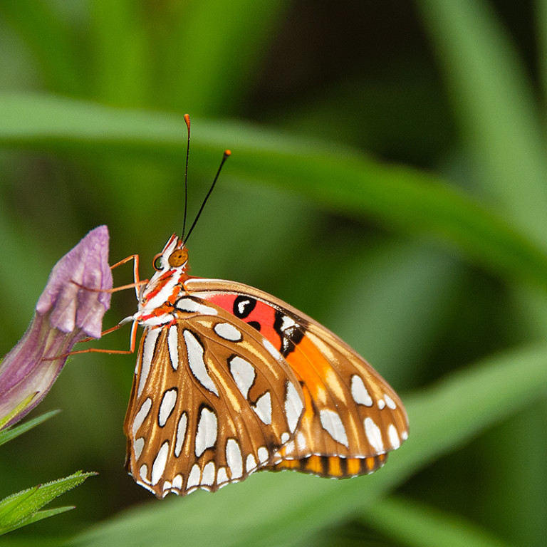 Butterfly_DSC2450
