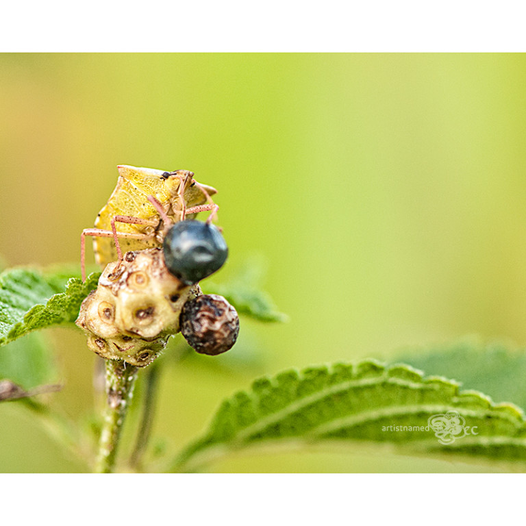 DAY166_GreenStinkBug