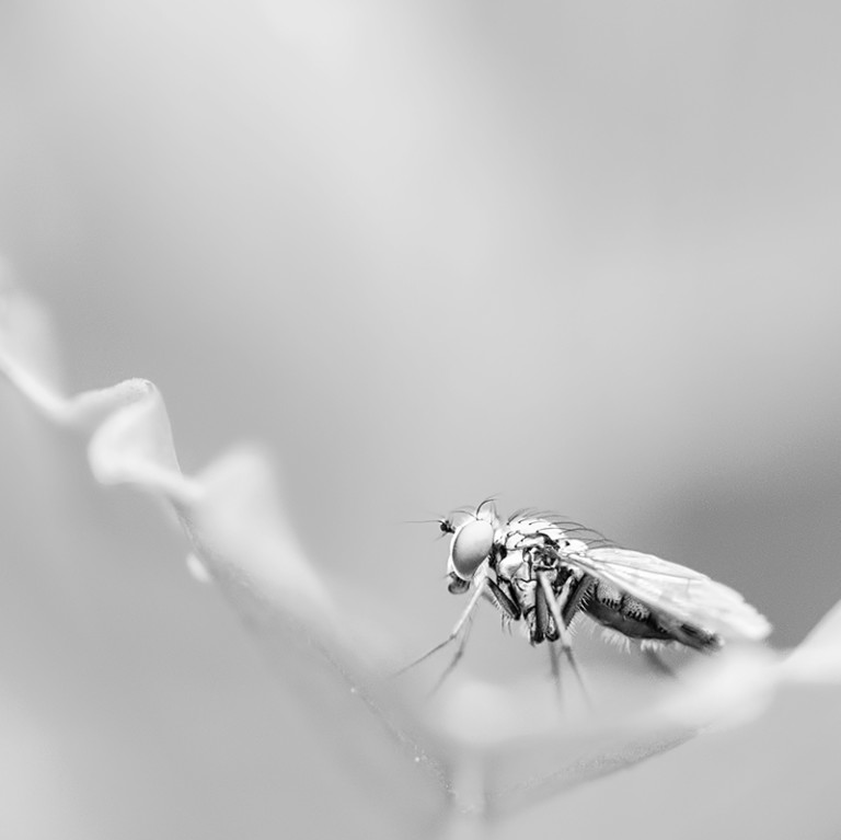 ArtistNamedBec | Black and White Photography