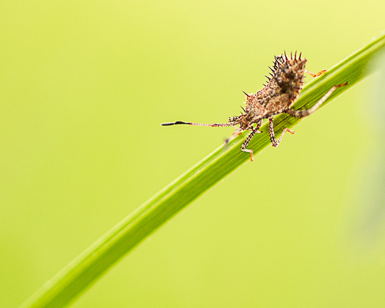 Week32_AssassinBug_DSC0233