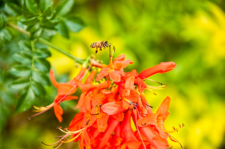 bee_DSC3951