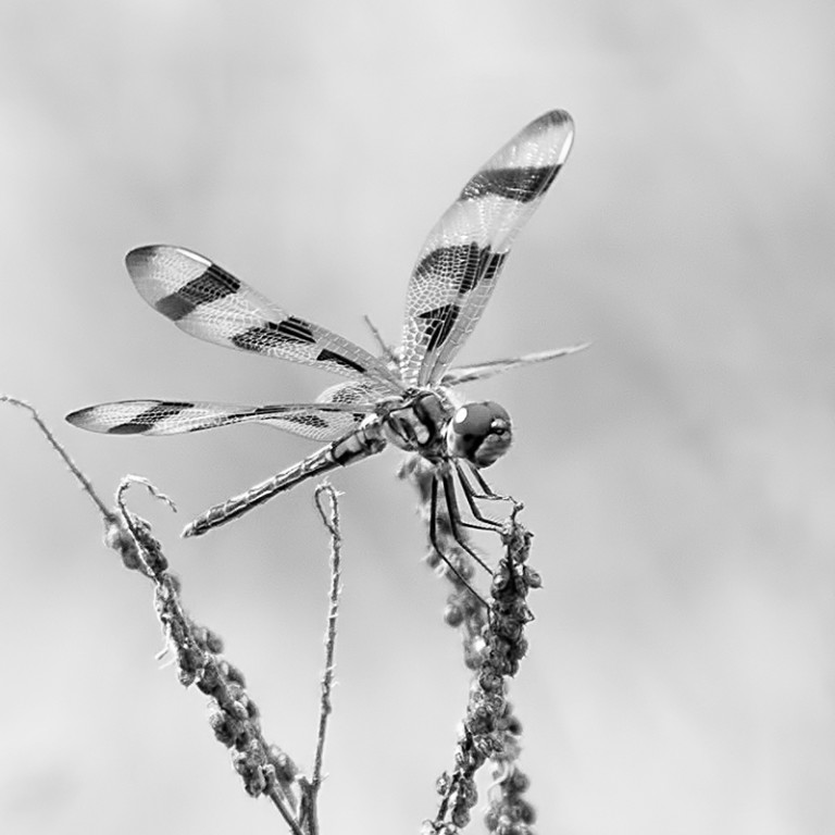 ArtistNamedBec | Black and White Photography