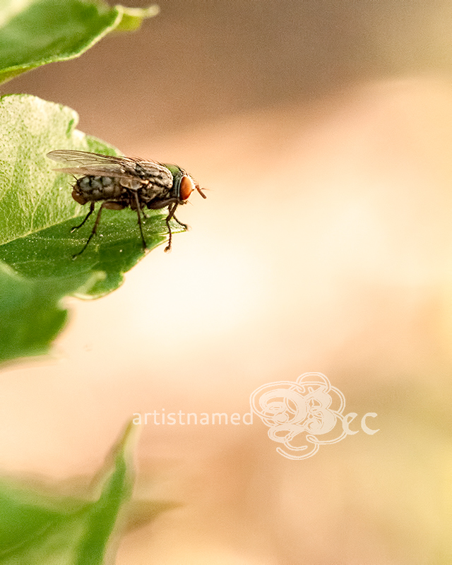 Red-Eye Fly on leaf | Backyard Photography | Macro ~ Nature Photographer