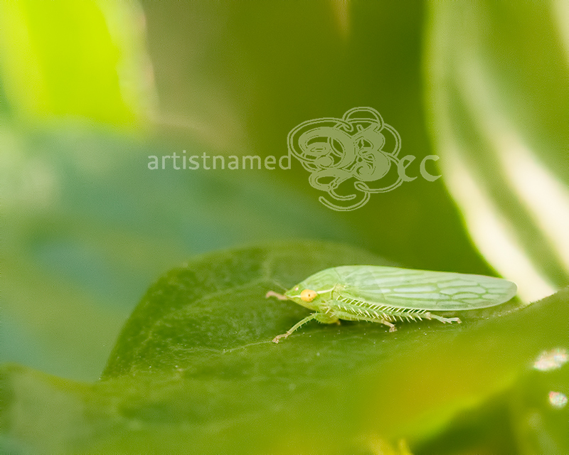 Glassy Winged Sharpshooter on leaf | Backyard Photography | Macro ~ Nature Photographer