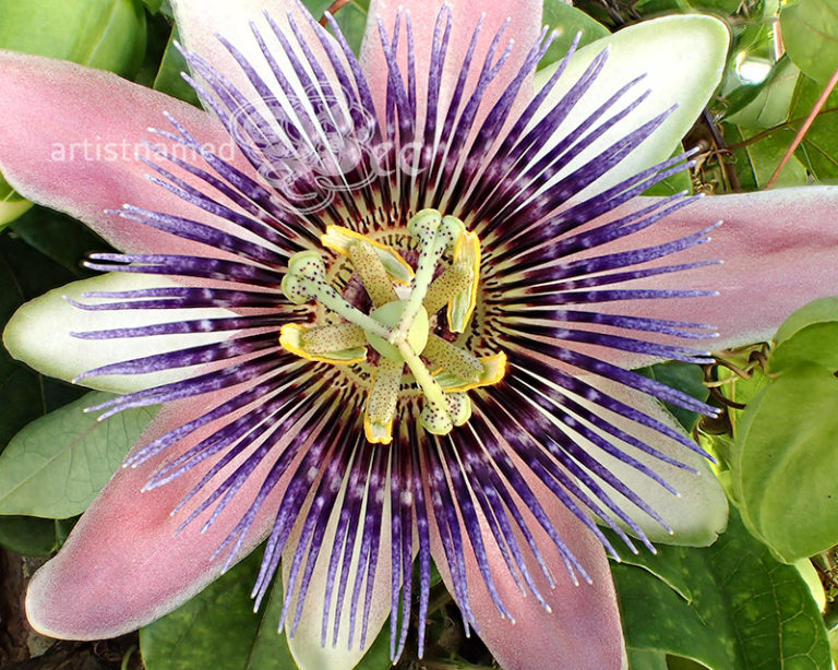 Purple Passion Flower | Backyard Photography | Macro ~ Nature Photographer