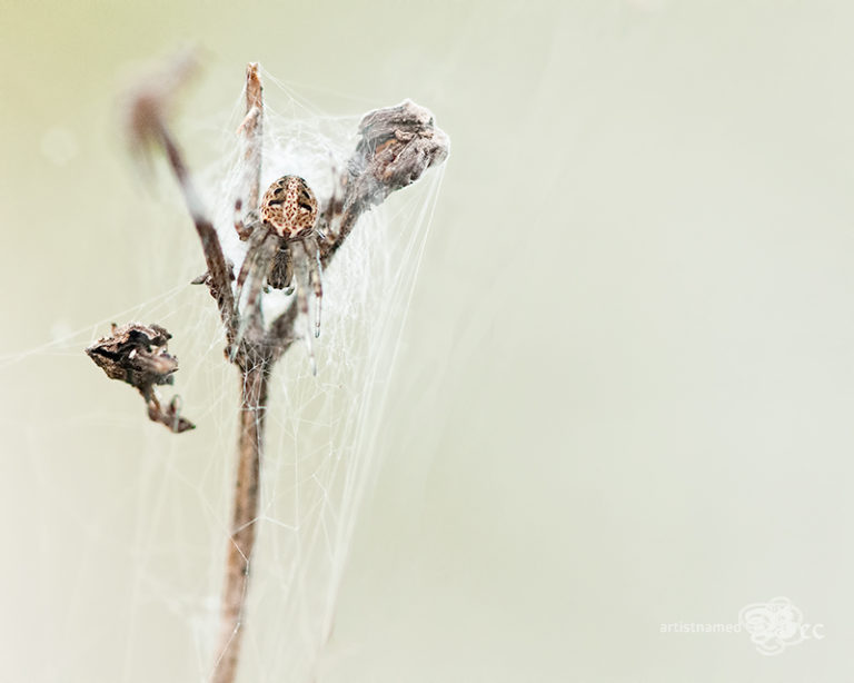 Orb Weaver Spider in Web | Backyard Photography | Macro ~ Nature Photographer