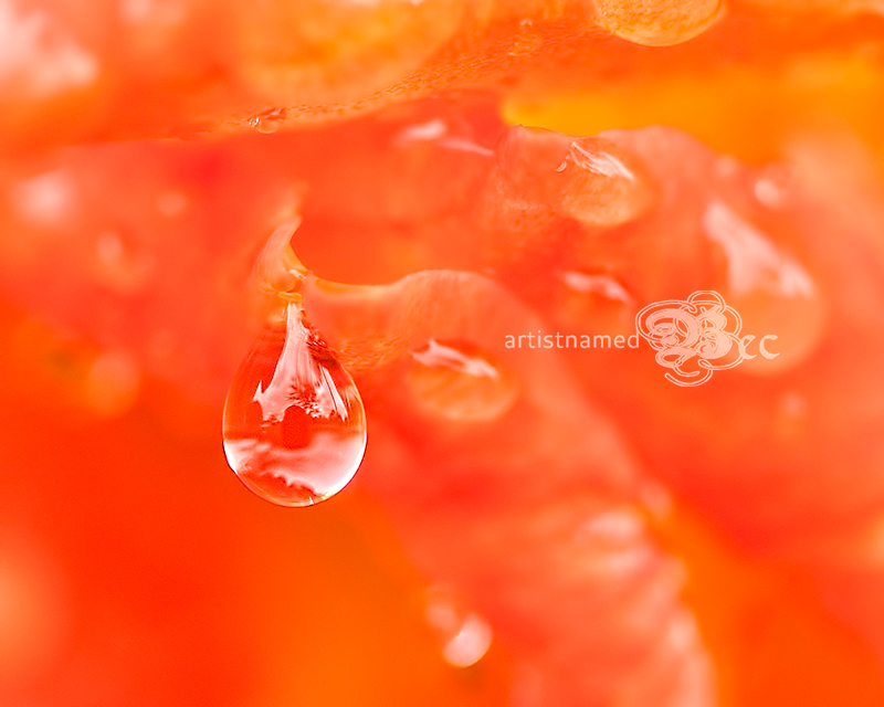 Droplet on Rose | Backyard Photography | Macro ~ Nature Photographer