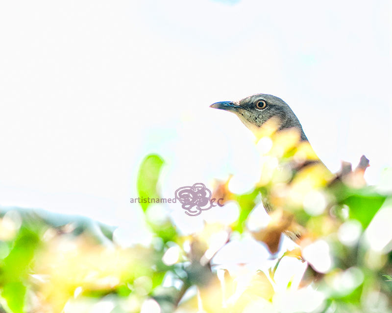 Mockingbird | Backyard Photography | Bird ~ Nature Photographer
