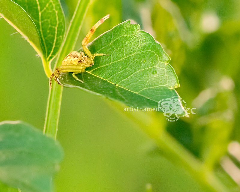 Green Lynx Spider on green leaf | Backyard Photography | Macro ~ Nature Photographer
