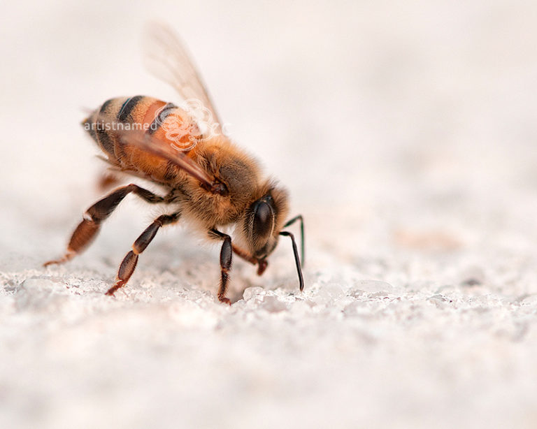 Read more about the article Backyard Photography ~ Photo opportunities in your own backyard