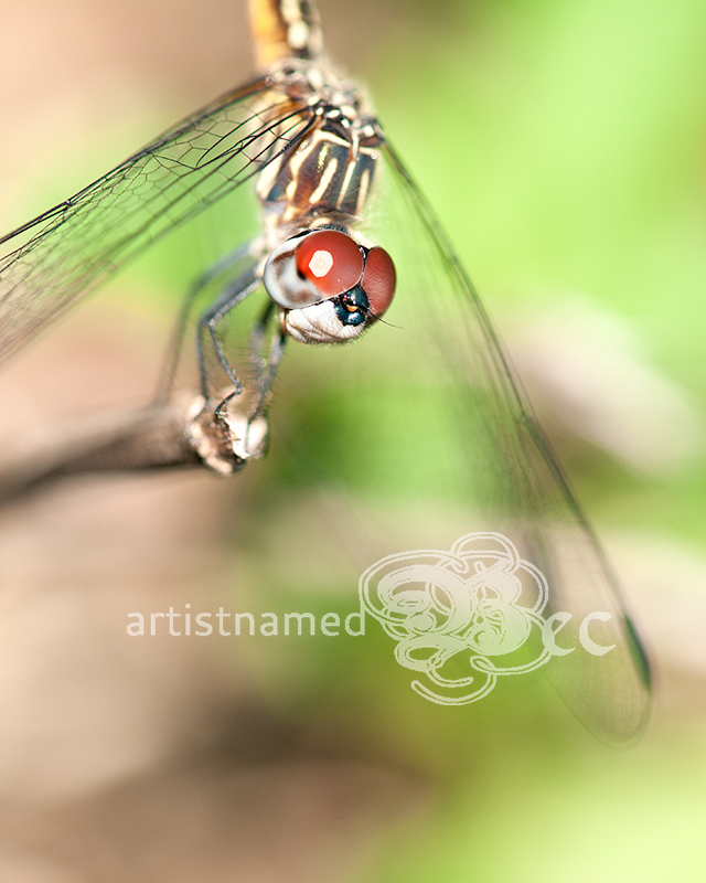 Blue Dasher Dragonfly | Backyard Photography | Macro ~ Nature Photographer