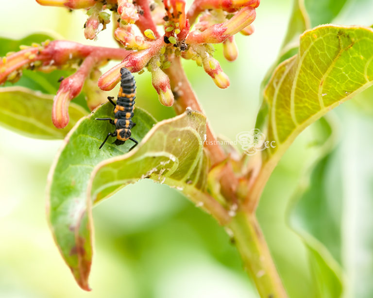 Read more about the article Strange looking insects ~ Macro Photography { Nature Photographer}