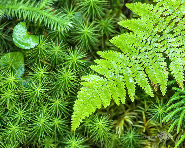 ArtistNamedBec | Outdoor photography | Green Fern