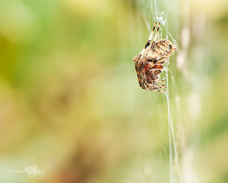 ArtistNamedBec | Outdoor photography | Nature walk