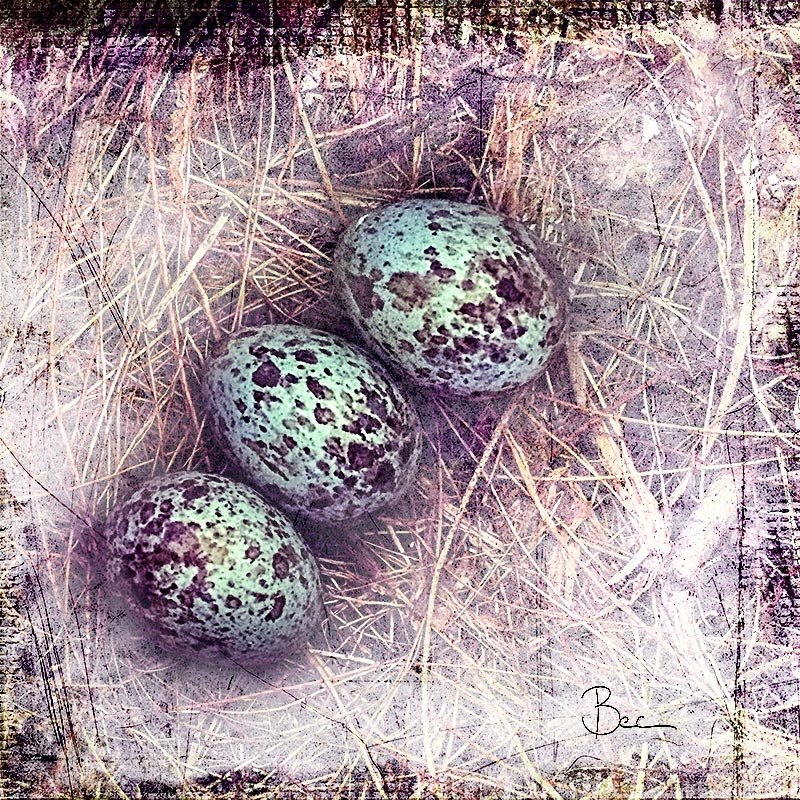 Download Three Speckled Mockingbird Eggs ~ Macro Photography