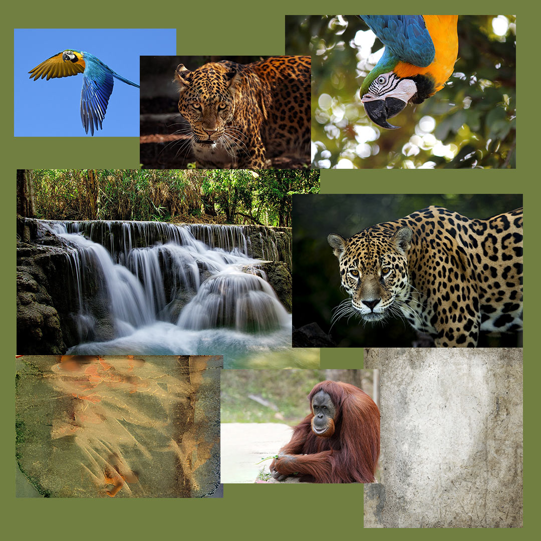 ArtistNamedBec | Rainforest Hidden Secrets ~ Arsenal