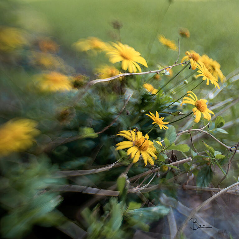 Yellow Flowers | Lensbaby Composer Pro Sweet 35