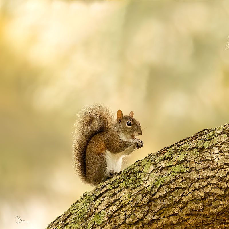 Day01012025_Squirrel_8502743insta Squirrel having first meal of 2025 | Daily Photo Visual Diary