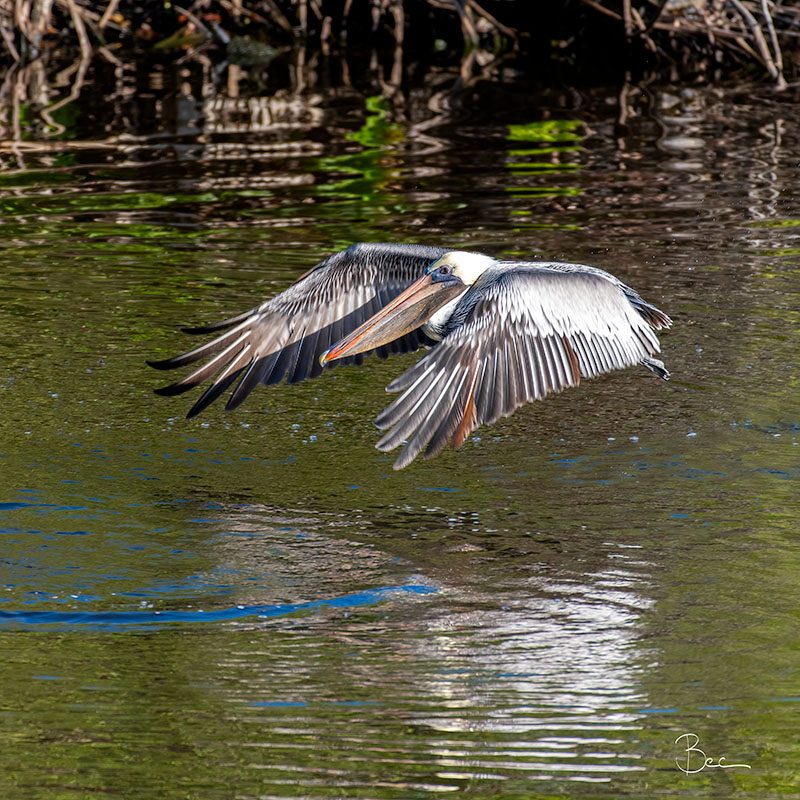 Day02012025_Pelican_8502875insta Brown Pelican flying over the water | Daily Photo Visual Diary