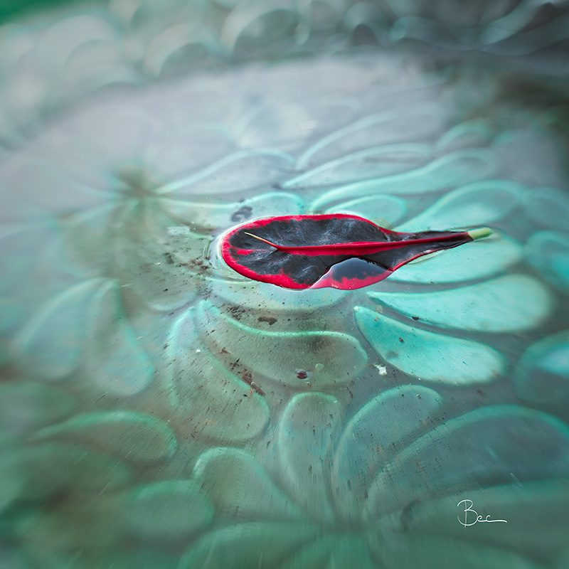 Floating Leaf | Lensbaby Composer Pro Sweet 35