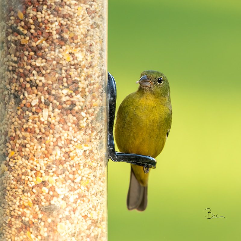 Day03012025_Bunting_8502976insta Female Painted Bunting checking out the bird seed | Daily Photo Visual Diary