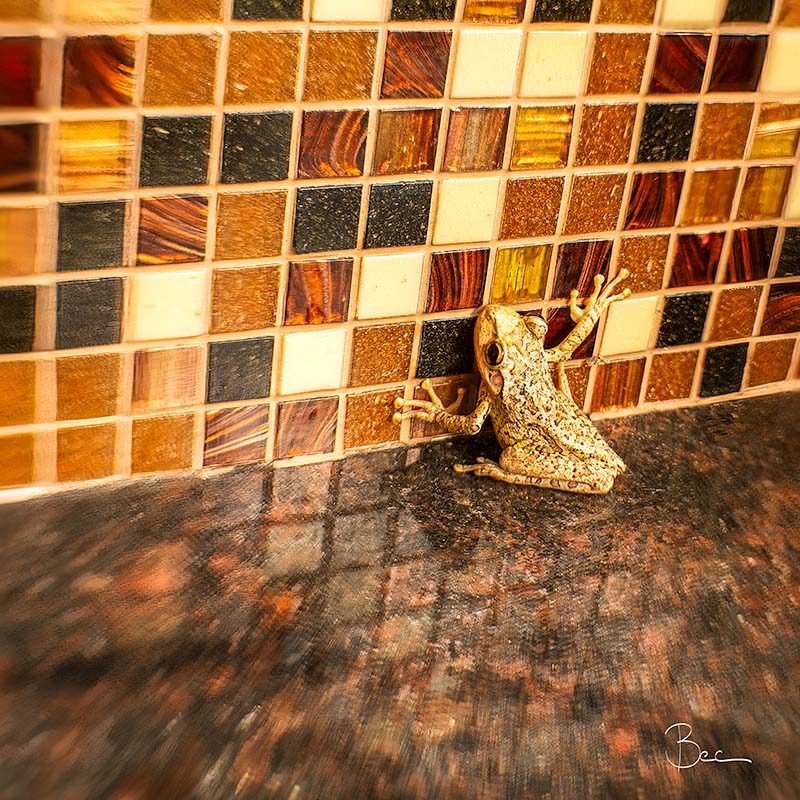 Cuban Tree Frog | Lensbaby Composer Pro Sweet 35