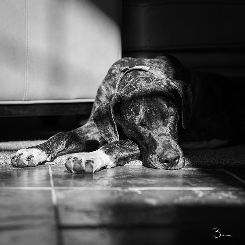 Day04012025_Mabel_8503016BWinsta Mabel the Dogo Dane napping in a sunny spot | Daily Photo Visual Diary