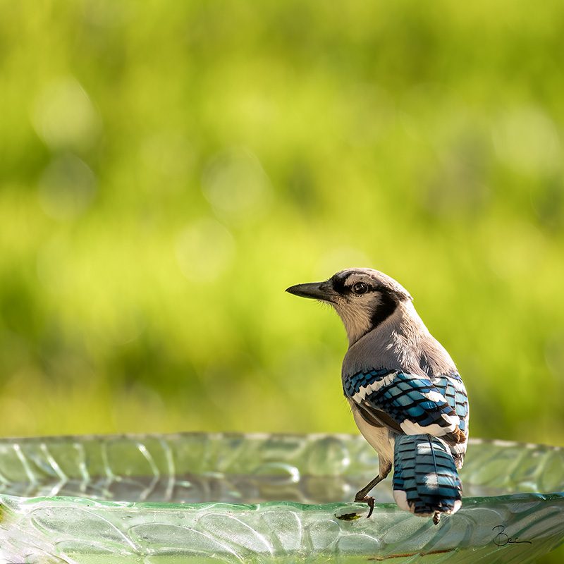 Day05012025_BlueJay_8503040insta Blue Jay quenching thirst in bird bath | Daily Photo Visual Diary