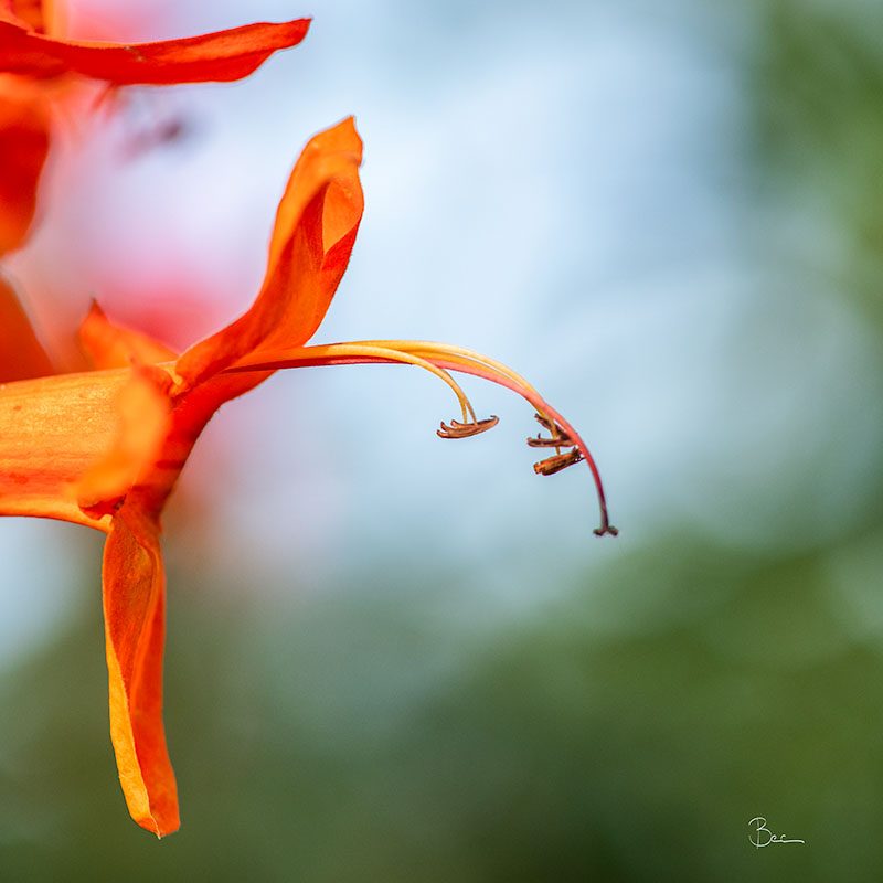 Day08012025_Flower_8503411insta Orange-Red Flower with some beautiful bokeh in the background | Daily Photo Visual Diary