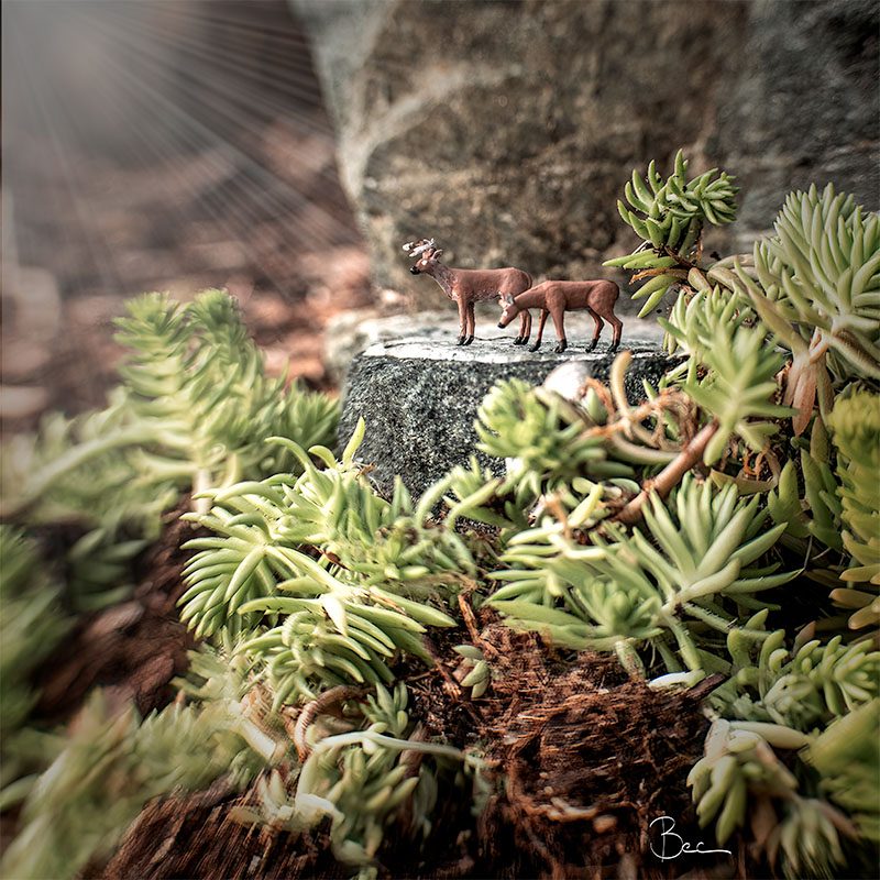 Miniature Deer on Rock scene | Lensbaby Composer Pro Sweet 35