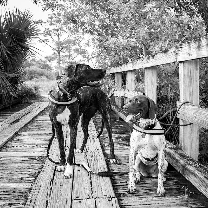 Day13012025_Gyda_N_Mabel_8503580BWinsta Mabel (Dogo Dane) and Gyda (GSP) out for a walk | Daily Photo Visual Diary
