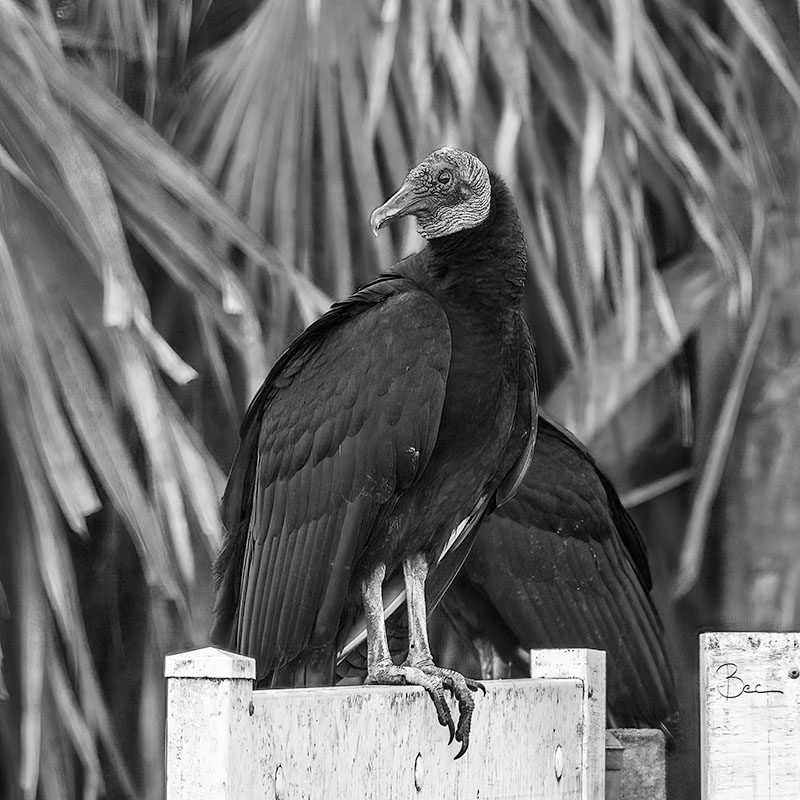 Day15012025_BlackVulture_8503649BWinsta Black Vultures hanging out next to garbage cans | Daily Photo Visual Diary