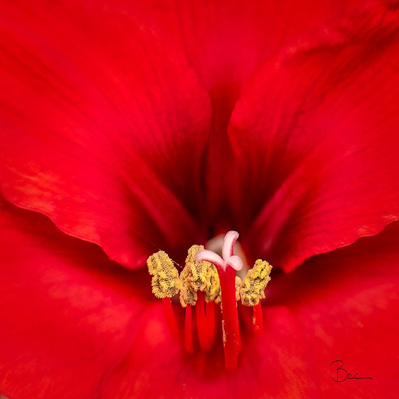 Red Amaryllis | Lensbaby Composer Pro Sweet 35