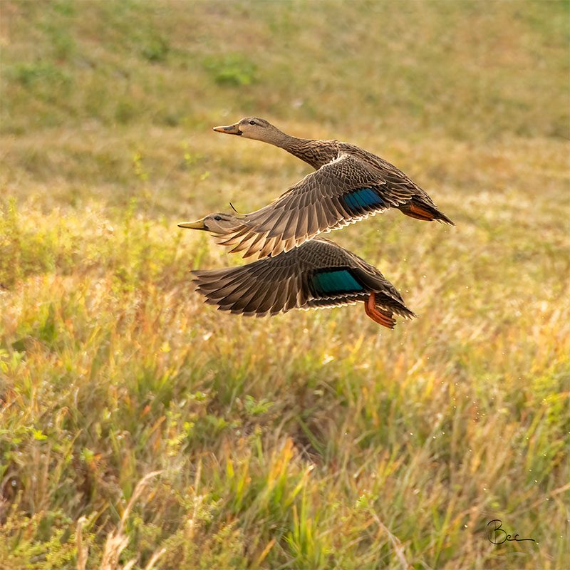 Day17012025_Mottled_8503738insta Two Mottled Ducks In-flight | Daily Photo Visual Diary