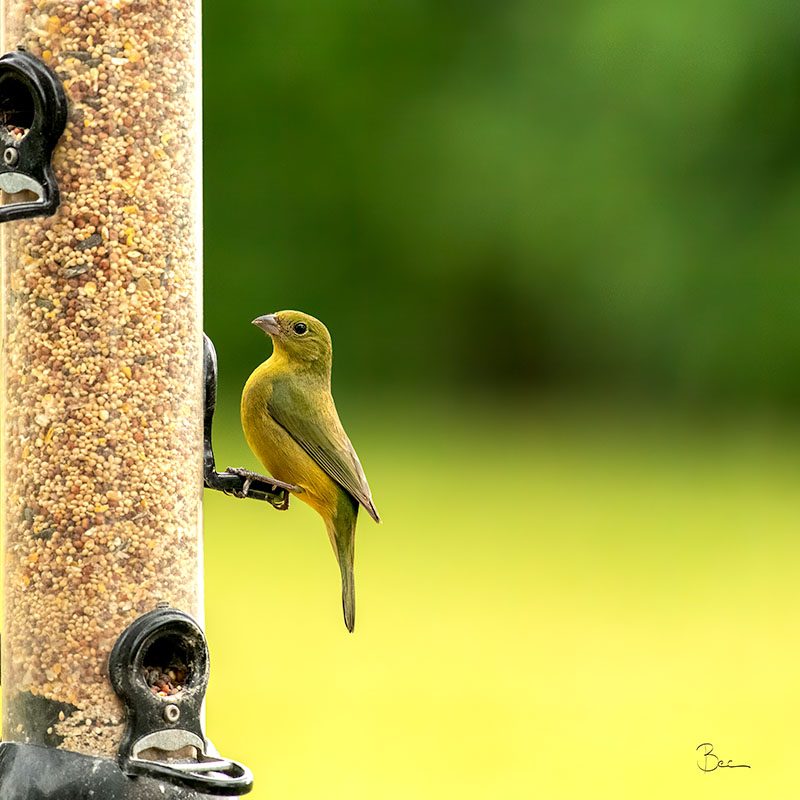 Day18012025_PaintedBunting_8503807insta Female Painted Bunting looking pretty at the bird feeder | Daily Photo Visual Diary