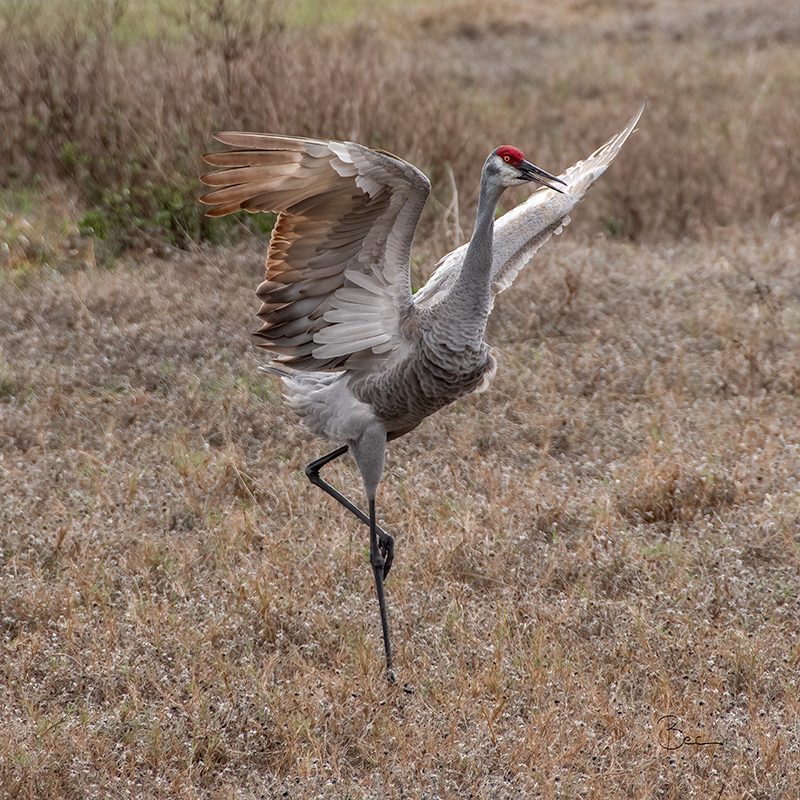 Day19012025_SandhillCrane_8503933insta Dancing Sandhill Crane in the field | Daily Photo Visual Diary