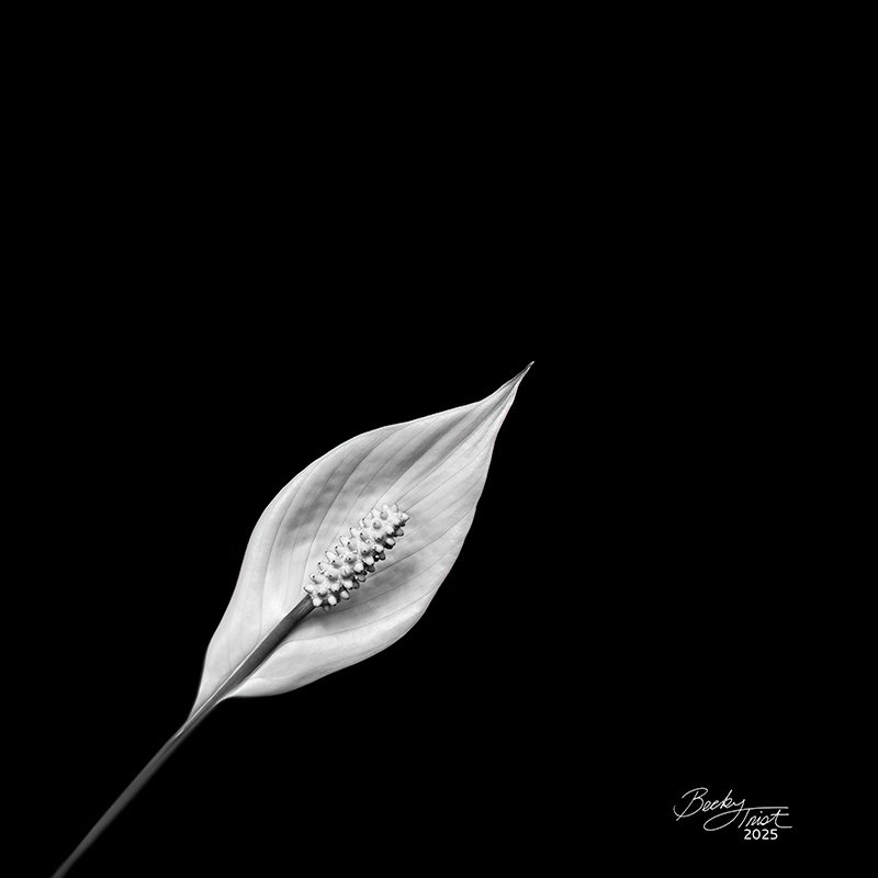 Black/White Peace Lilly | Lensbaby Composer Pro Sweet 35