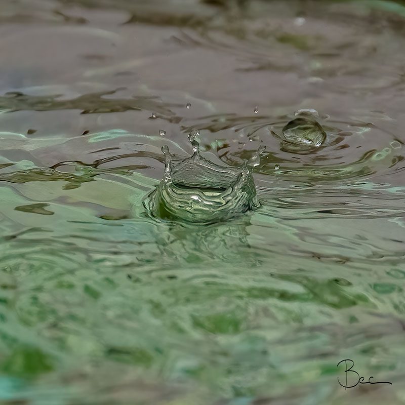 Day21012025_WaterDroplet_8504401insta Raindrops dropping into Bird bath | Daily Photo Visual Diary
