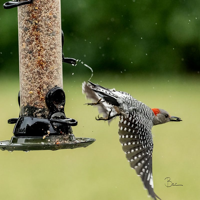 Day22012025_RedBelliedWoodpecker_8504514insta Red-bellied Woodpecker taking flight from birdfeeder with seed in beak | Daily Photo Visual Diary